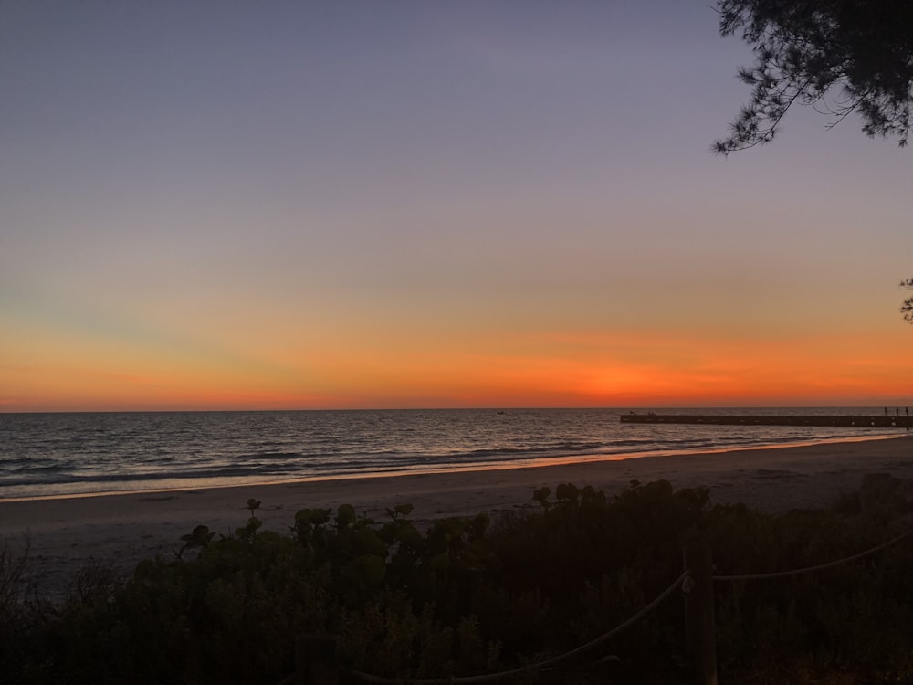 green trees near body of water during sunset