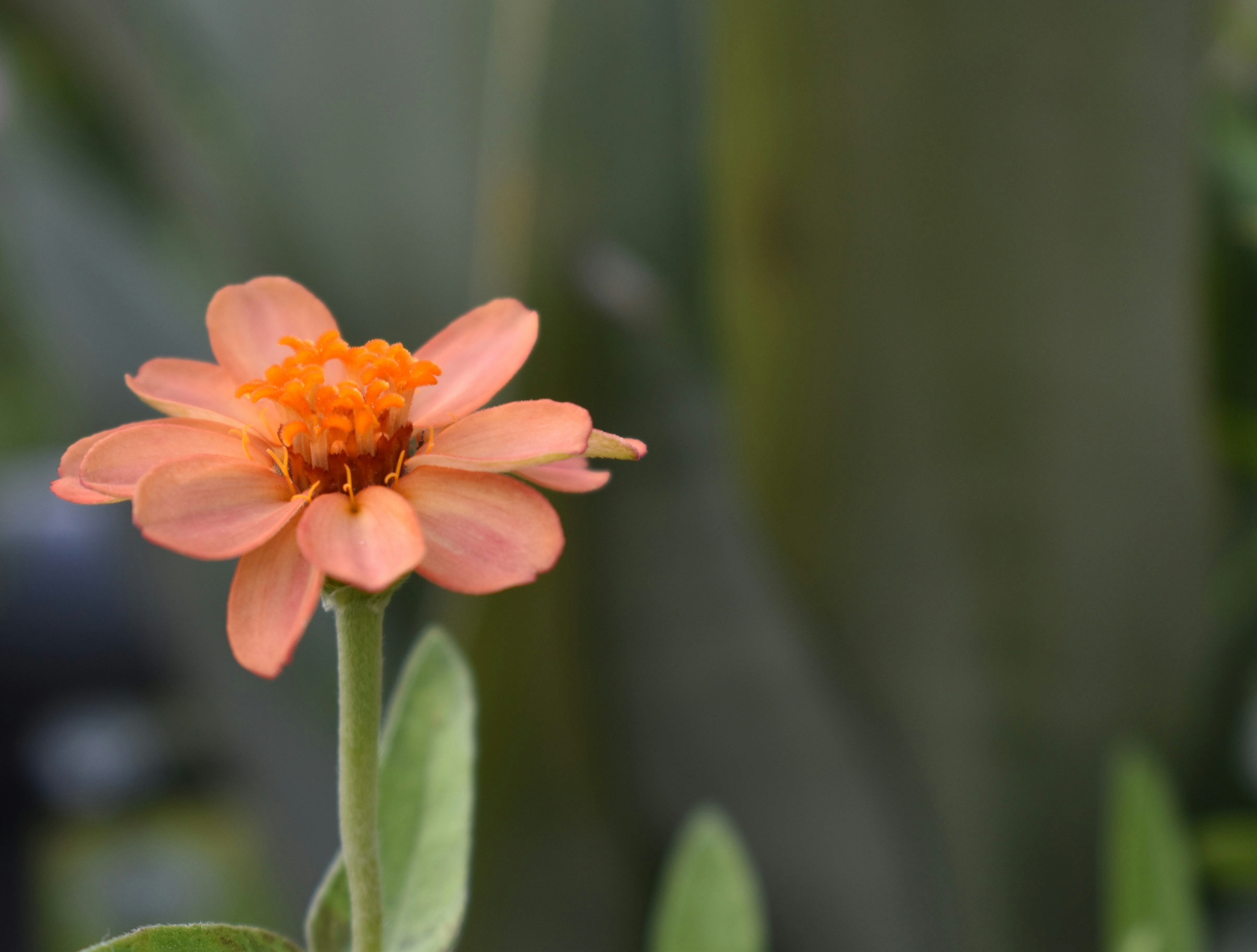 Can Your Aromatherapy Sleep Oils Be Silently Harming Your Health?