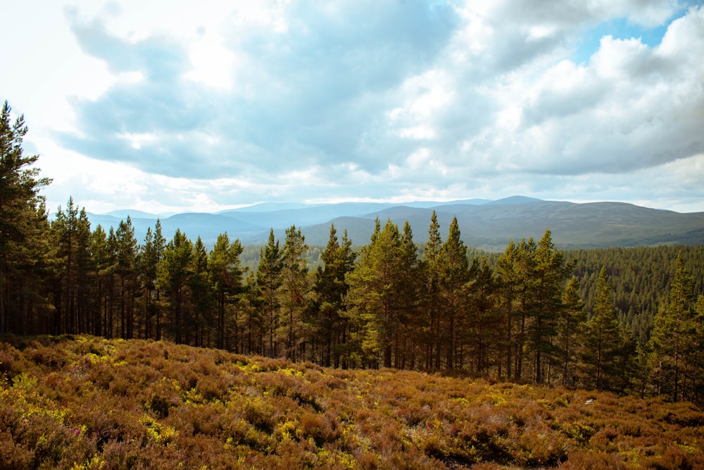 green pine trees under white clouds and blue sky during daytime