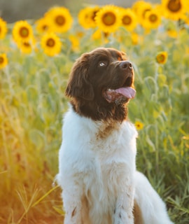 25 Best Dog Breeds for Highly Sensitive People (HSP)