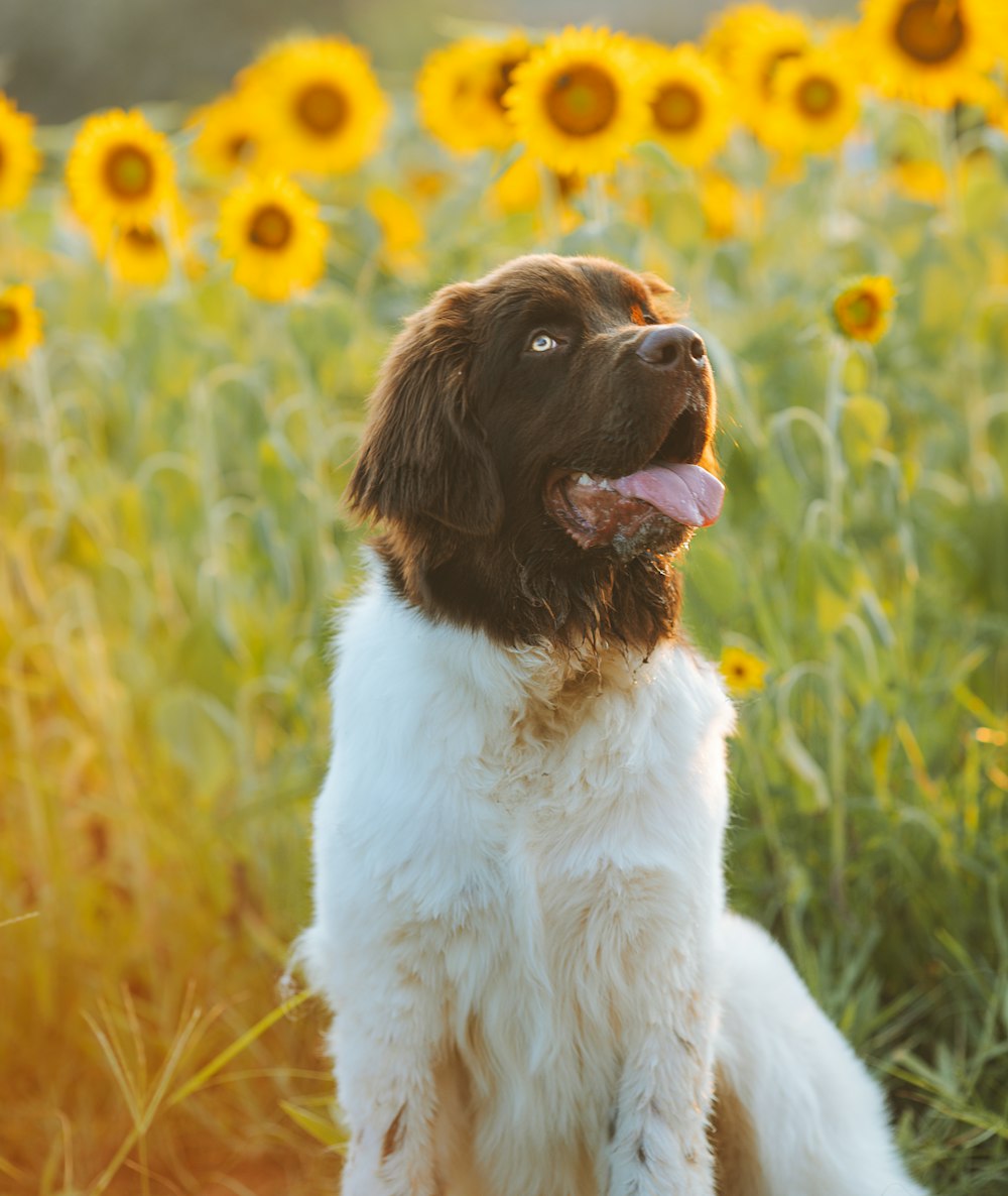 white and brown long coated dog on green grass during daytime