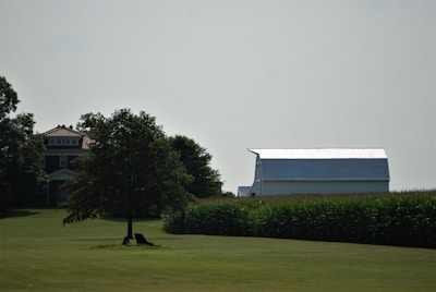 A rural landscape features a tree in the foreground casting a shadow on the grass. To the left, a house with a red roof and multiple windows is partially obscured by trees. To the right, a large white barn with a metal roof is situated near a field of corn.