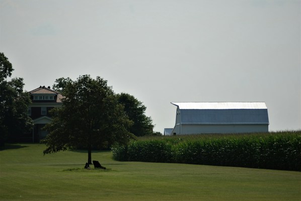A rural landscape features a tree in the foreground casting a shadow on the grass. To the left, a house with a red roof and multiple windows is partially obscured by trees. To the right, a large white barn with a metal roof is situated near a field of corn.