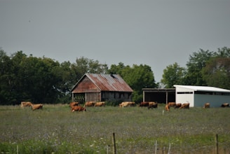 A rural scene features a group of cows grazing in a field in front of an old barn with a rusted roof and a white shed. The landscape is lush with green grass and is bordered by dense trees.