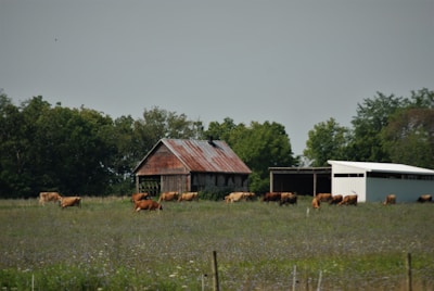A rural scene features a group of cows grazing in a field in front of an old barn with a rusted roof and a white shed. The landscape is lush with green grass and is bordered by dense trees.