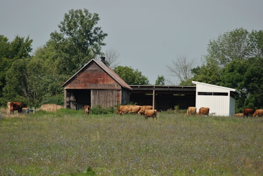 A rural scene with a weathered wooden barn and a white shed surrounded by lush green trees. Several brown cows graze in an open field speckled with small wildflowers.