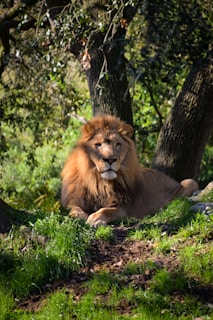 A majestic lion with a full mane lies on a patch of lush green grass, surrounded by trees and dense foliage. The sunlight filtering through the branches highlights the lion's features, creating a serene and regal atmosphere.