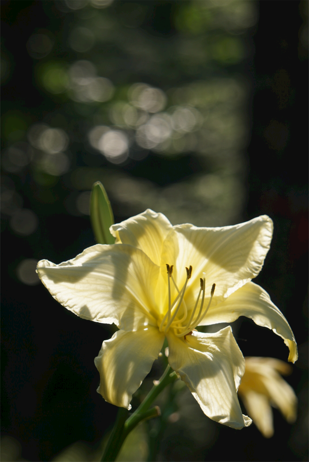 fiore bianco e giallo in lente tilt shift