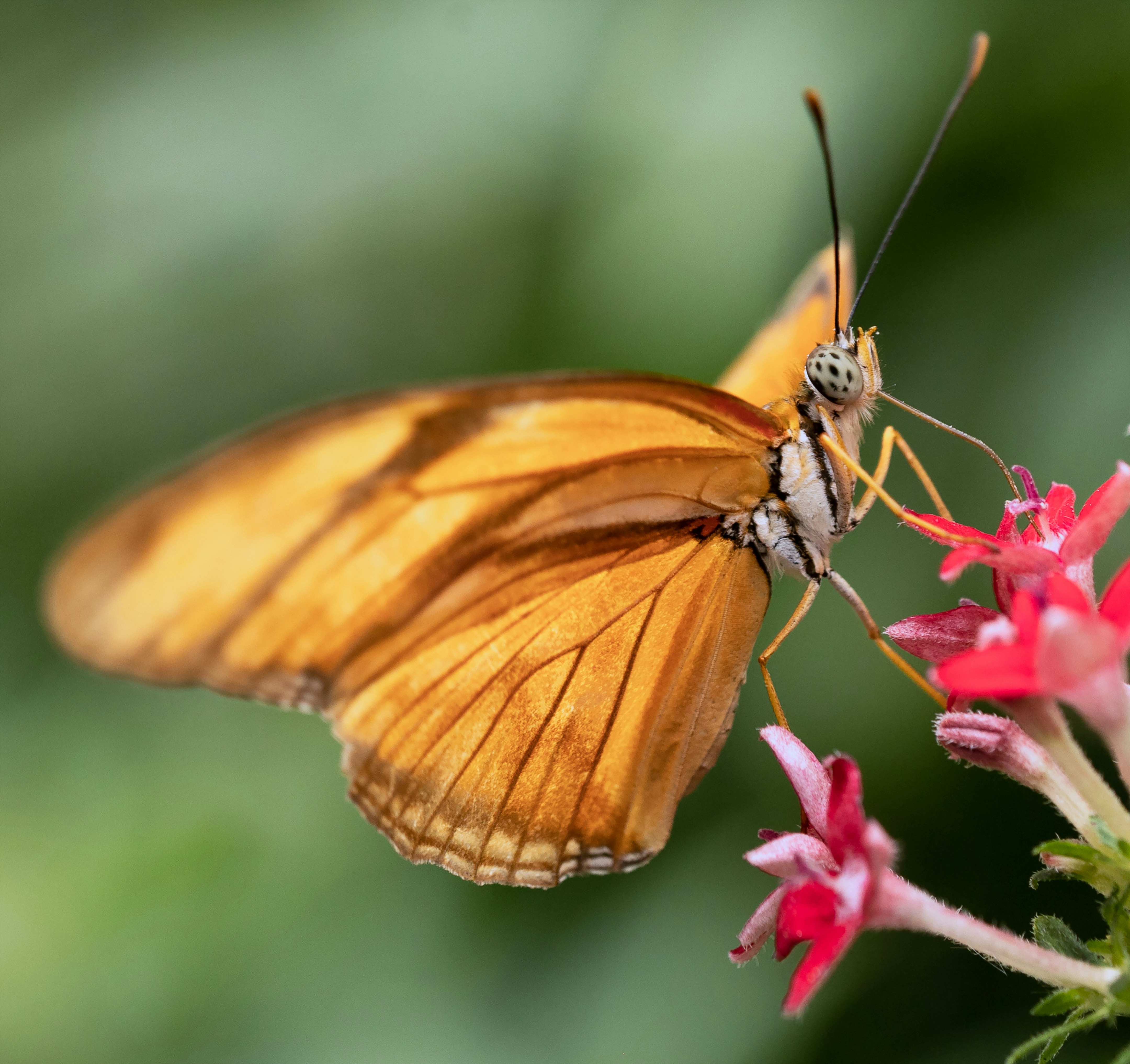 brown and black butterfly perched on pink flower in close up photography during daytime