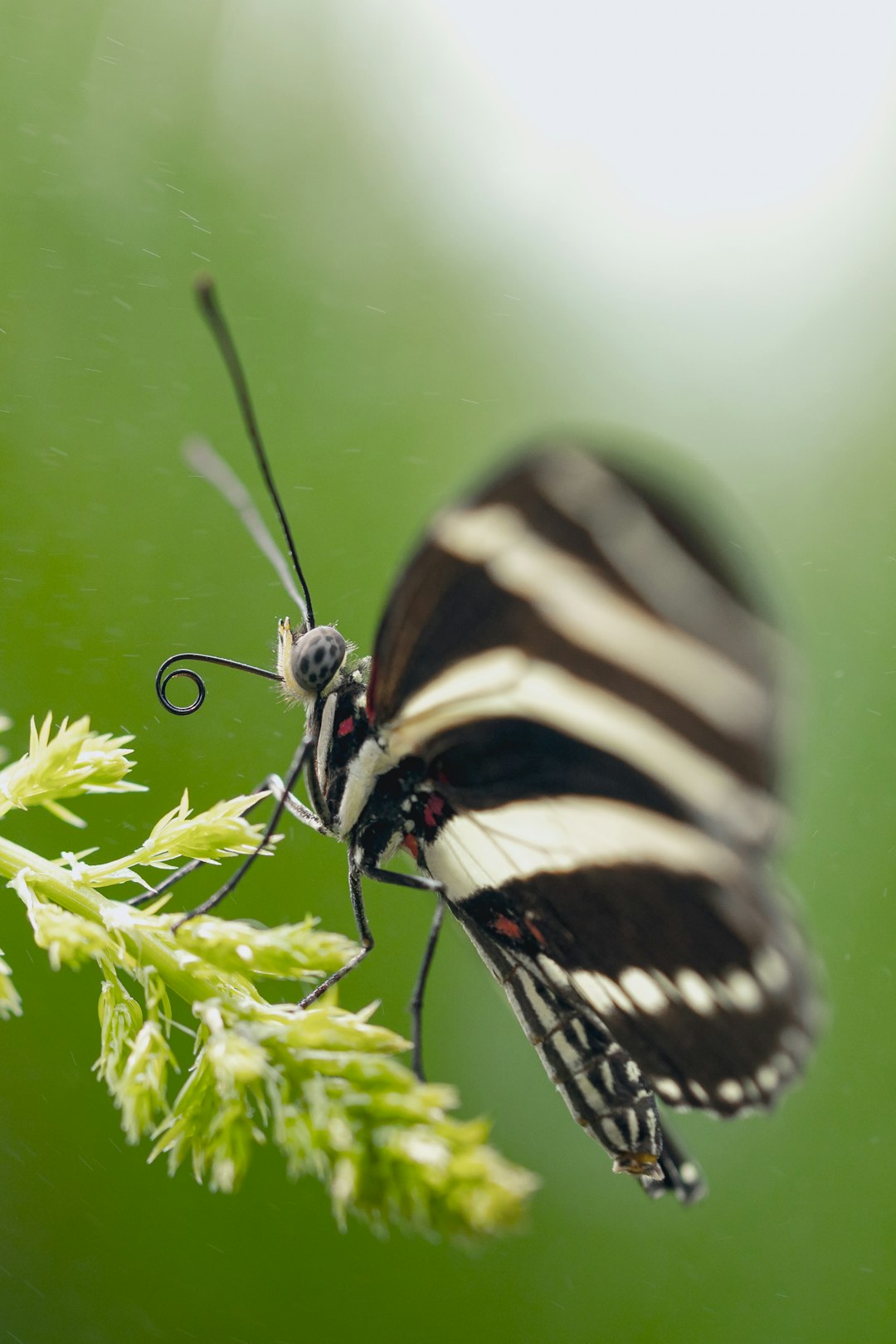 black and white butterfly perched on green plant