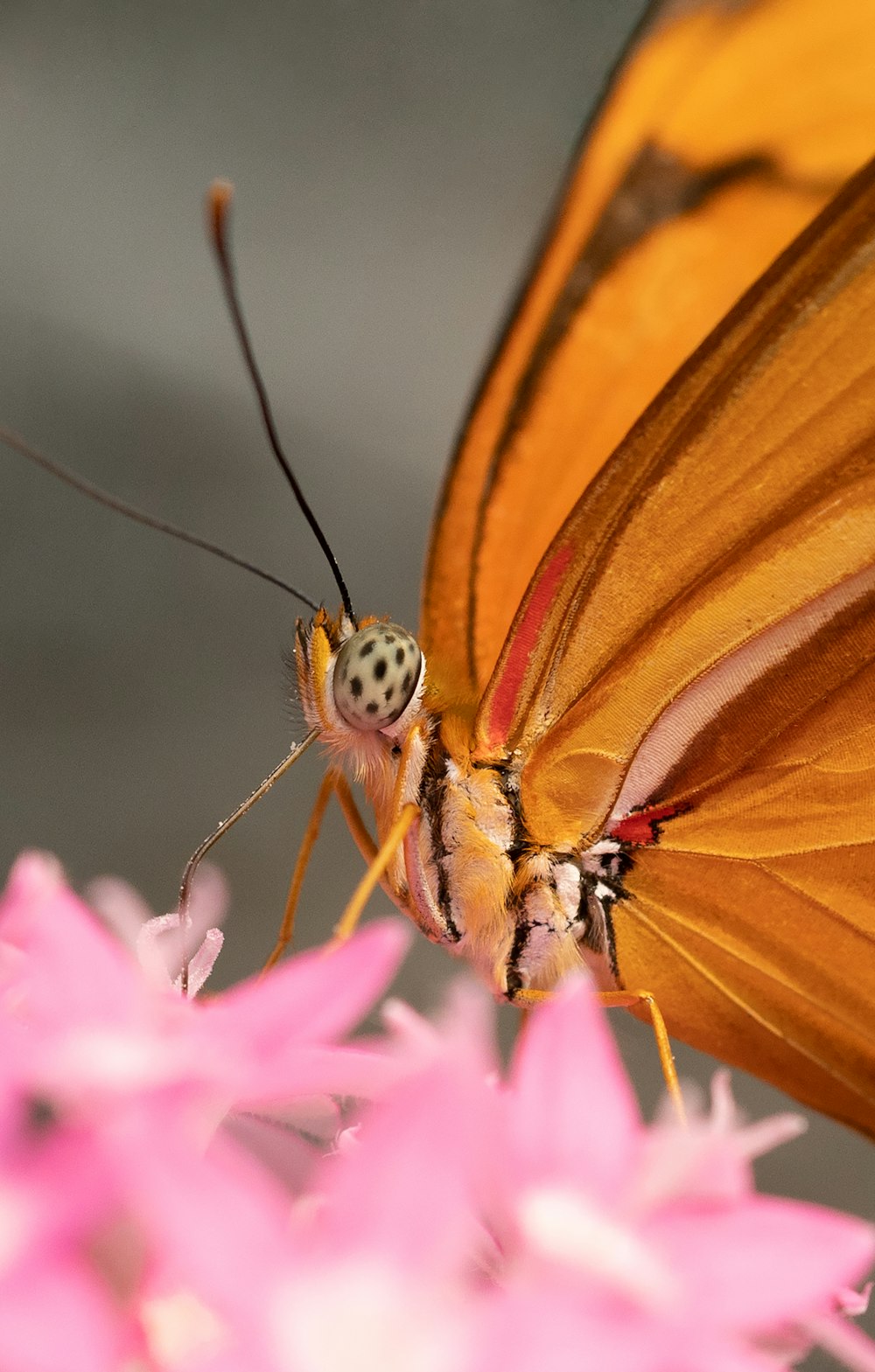 mariposa marrón posada en flor rosa en fotografía de primer plano durante el día