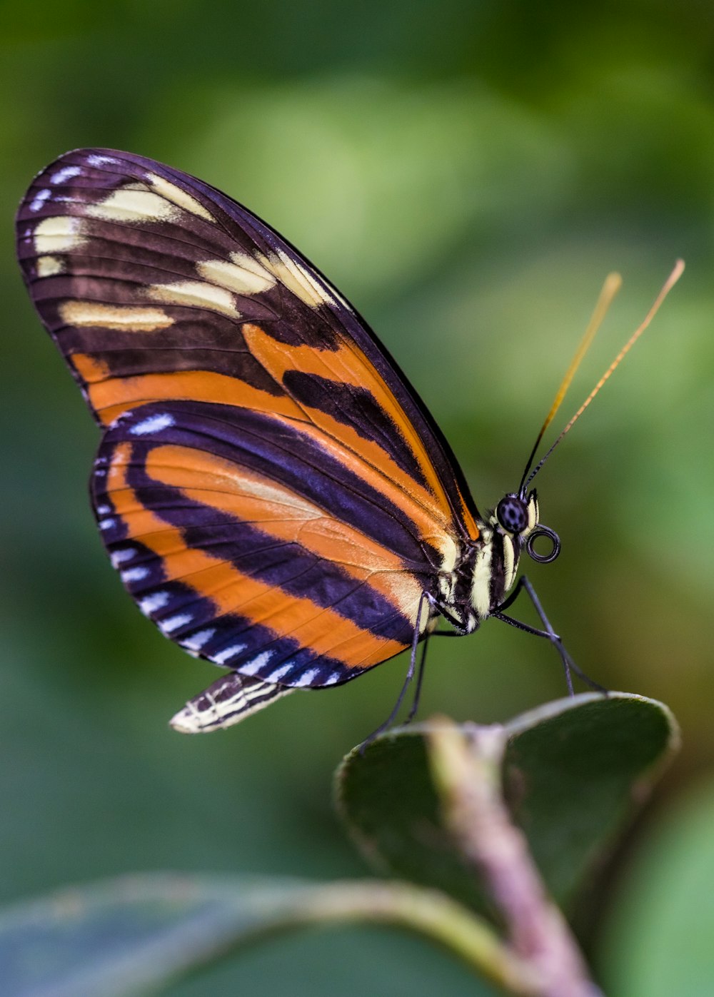 brown and black butterfly perched on green leaf in close up photography during daytime