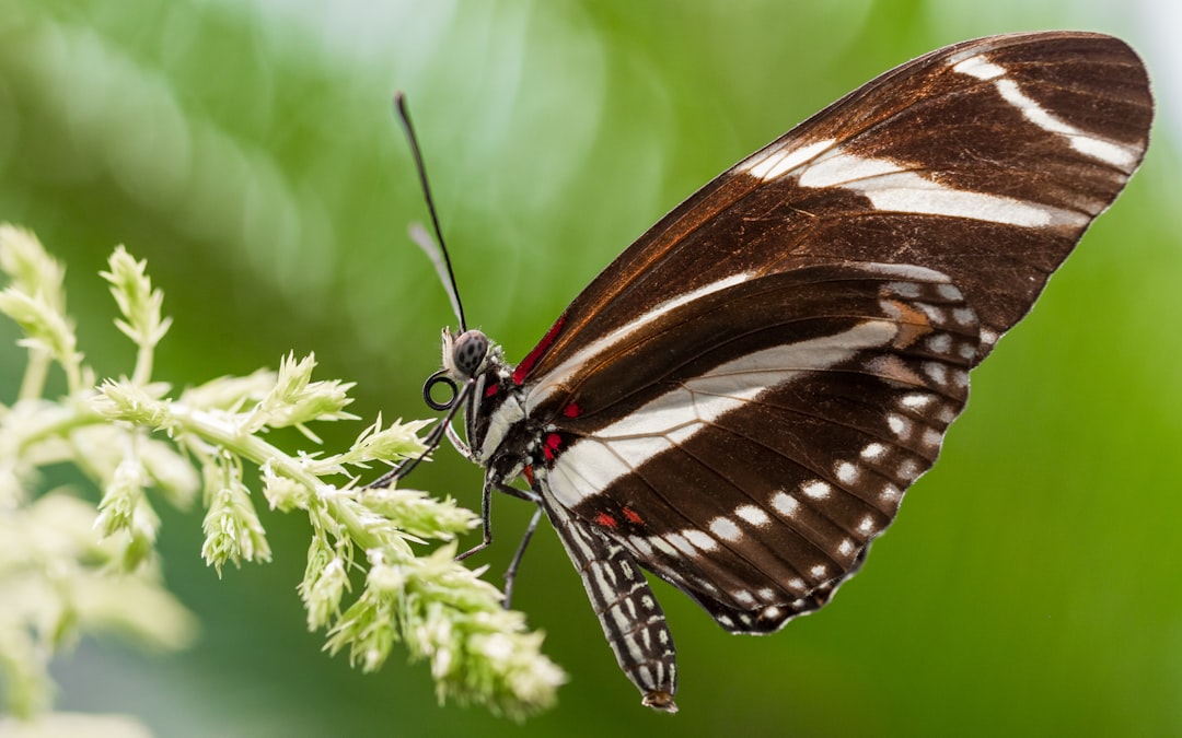 black and white butterfly perched on white flower in close up photography during daytime
