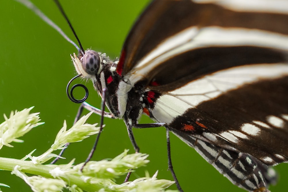 brown and white butterfly perched on green leaf in close up photography during daytime