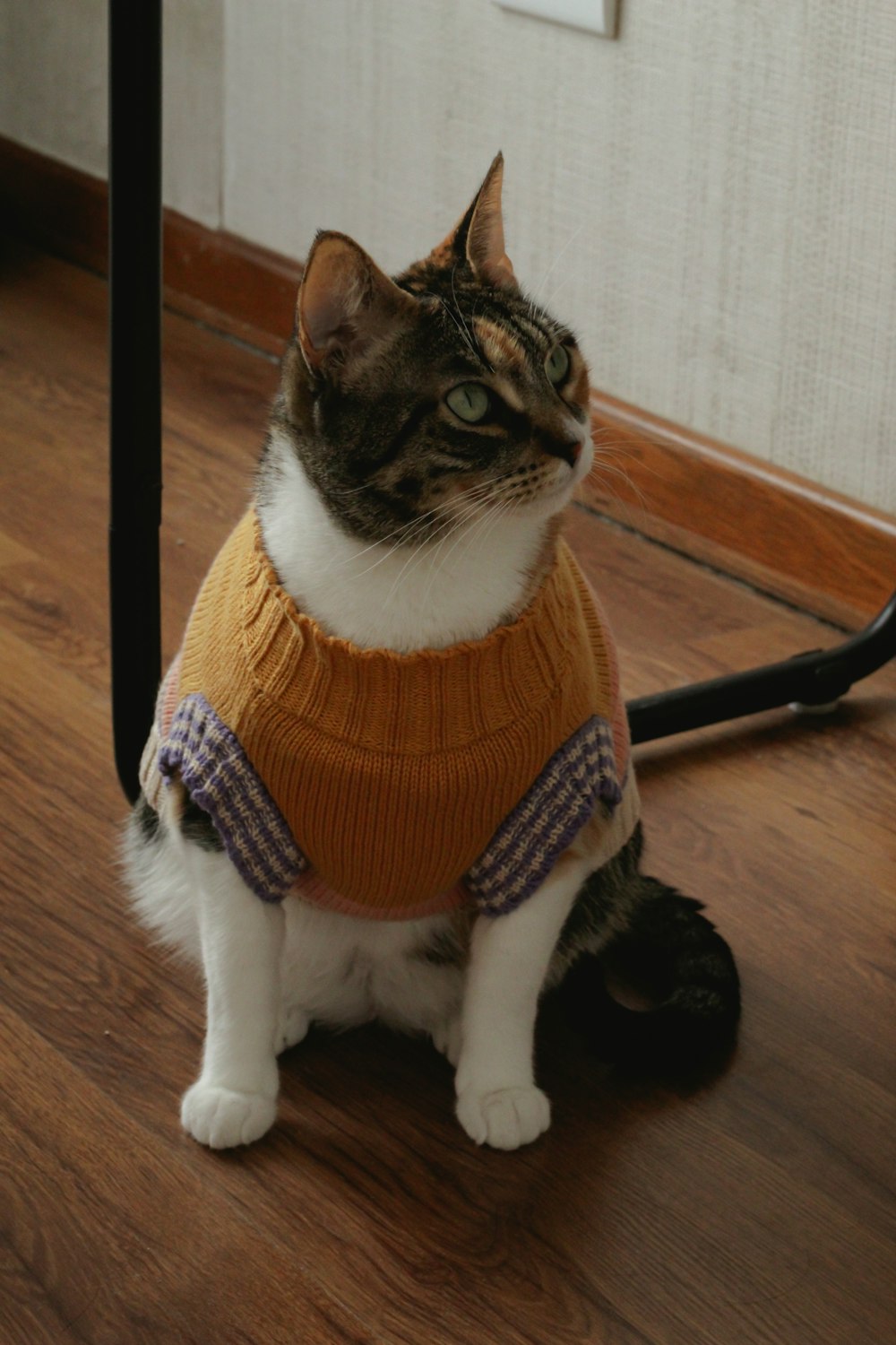 brown tabby cat wearing orange knit shirt