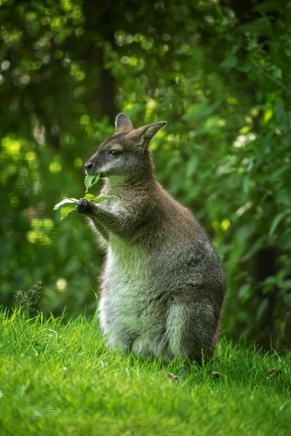 昼間の緑の芝生の上の灰色のカンガルー