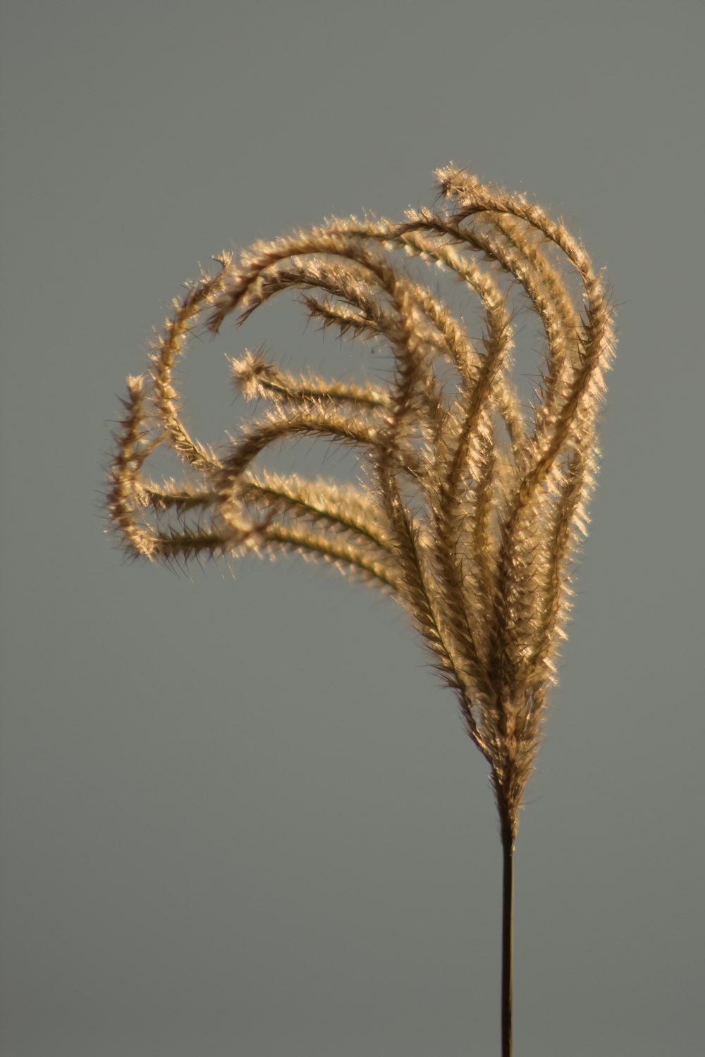 brown wheat on white background