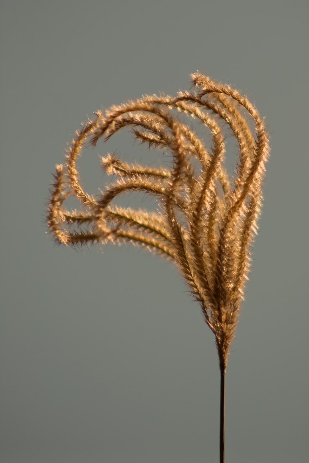 brown wheat on white background