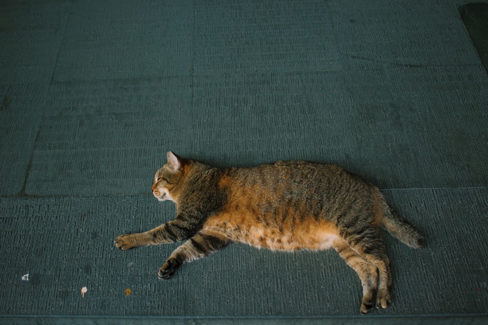 brown tabby cat lying on blue textile