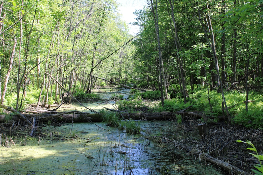 green trees beside river during daytime