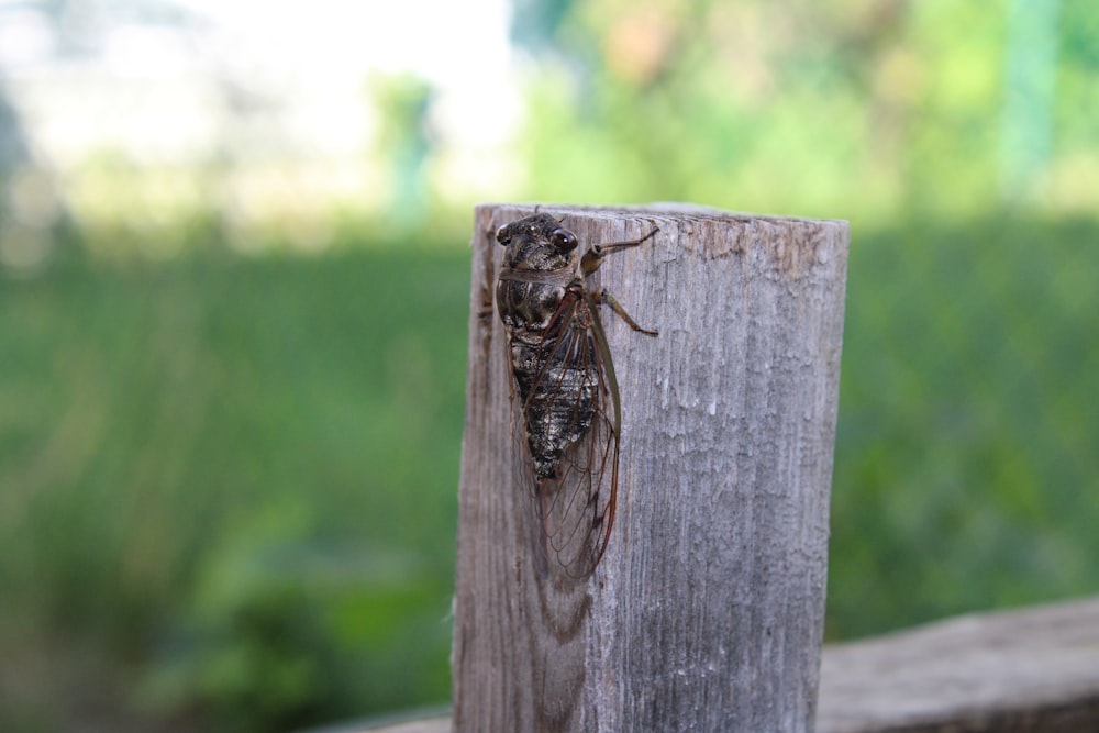 brown and black insect on brown wooden fence during daytime