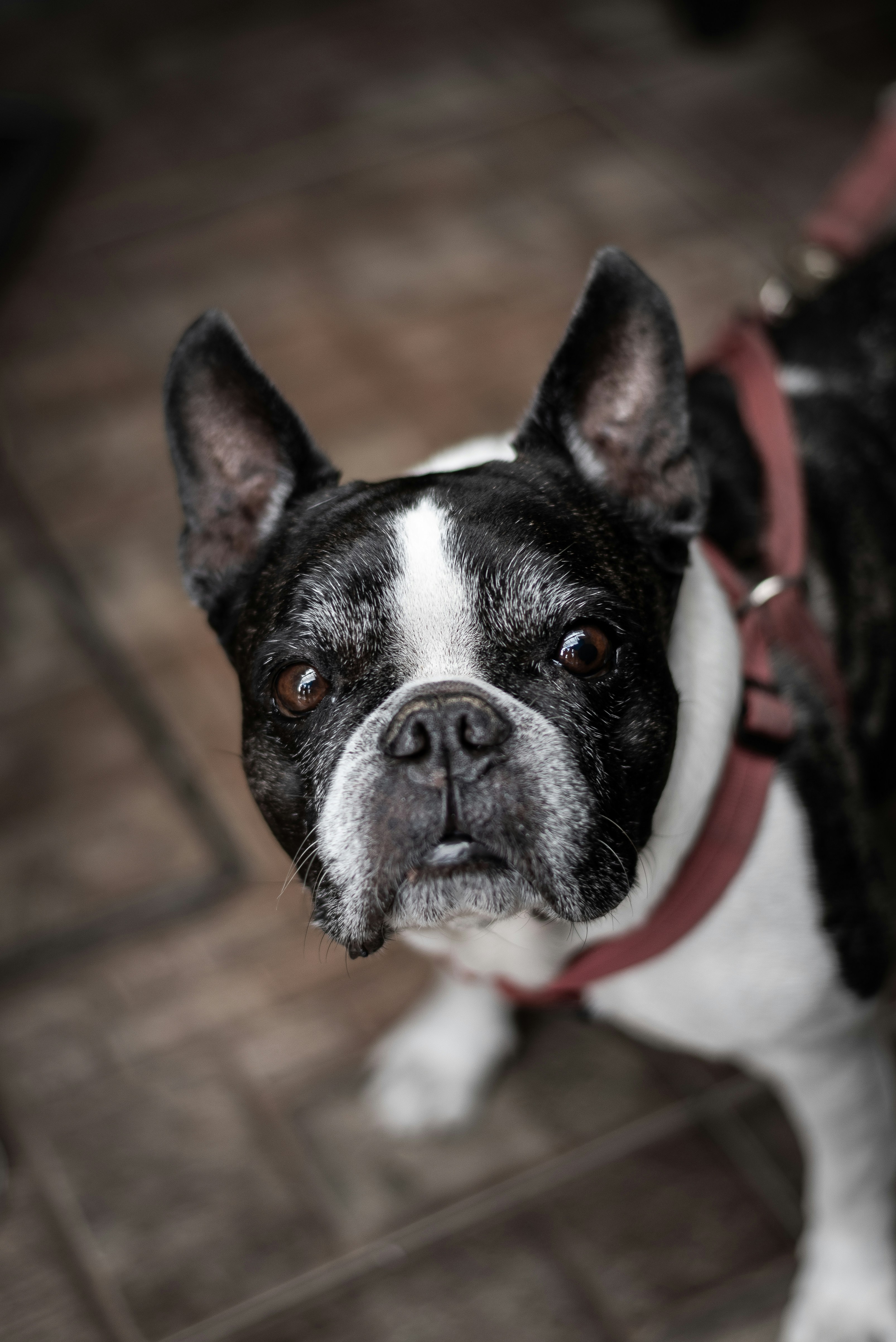 Cachorro de Boston Terrier blanco y negro foto – Imagen de Animal gratuita  en Unsplash, image size:3000x4493