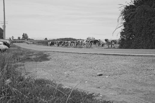 A rural landscape featuring a dirt road with a line of cows walking along it. To the left, partially visible cars are parked on a grassy patch. The scene is bordered by tall grass and a large tree with dense foliage. In the distance, there's a suggestion of utility poles and other farm structures.