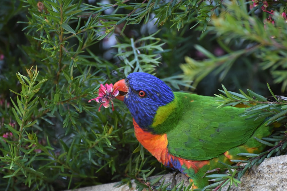 green blue and orange bird on green plant