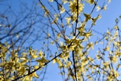Colorful native flowers blooming along a peaceful island trail under a clear blue sky.