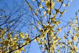 Colorful native flowers blooming along a peaceful island trail under a clear blue sky.