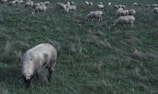 A flock of sheep grazes in a lush, green pasture. The sheep are scattered across the field, some bending down to nibble on the grass. The landscape is open and slightly overcast, with long, dry grass interspersed among the green. The setting appears serene and pastoral.