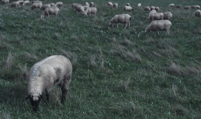A flock of sheep grazes in a lush, green pasture. The sheep are scattered across the field, some bending down to nibble on the grass. The landscape is open and slightly overcast, with long, dry grass interspersed among the green. The setting appears serene and pastoral.