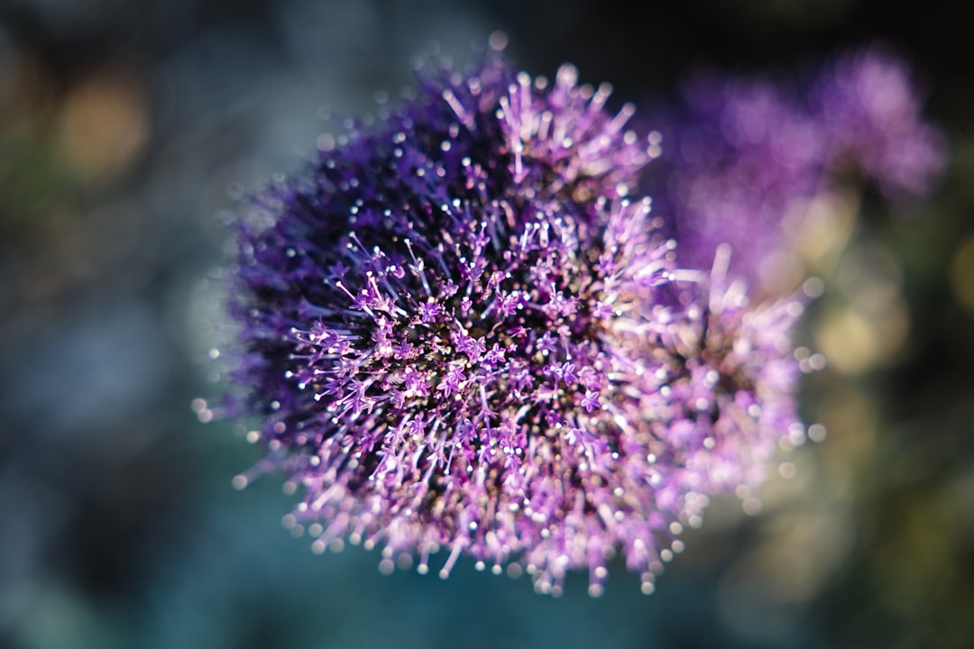 purple flower in tilt shift lens