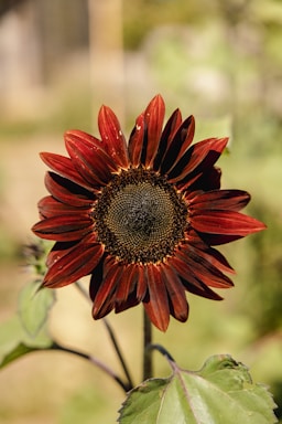 A close-up of a deep red sunflower with dark, intricate seeds in the center, surrounded by vibrant petals. The background is softly blurred, highlighting the delicate textures of the flower. The leaves are visible at the bottom, with subtle veins and a natural green hue.