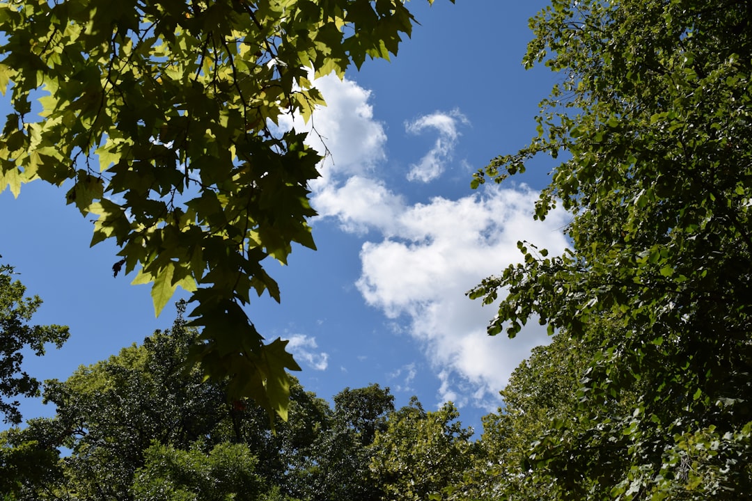 green trees under blue sky and white clouds during daytime