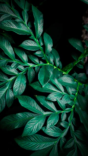 Close-up of ancient plant leaves bathed in soft green light with shimmering gold accents highlighting their veins.
