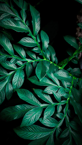 Close-up of ancient plant leaves bathed in soft green light with shimmering gold accents highlighting their veins.