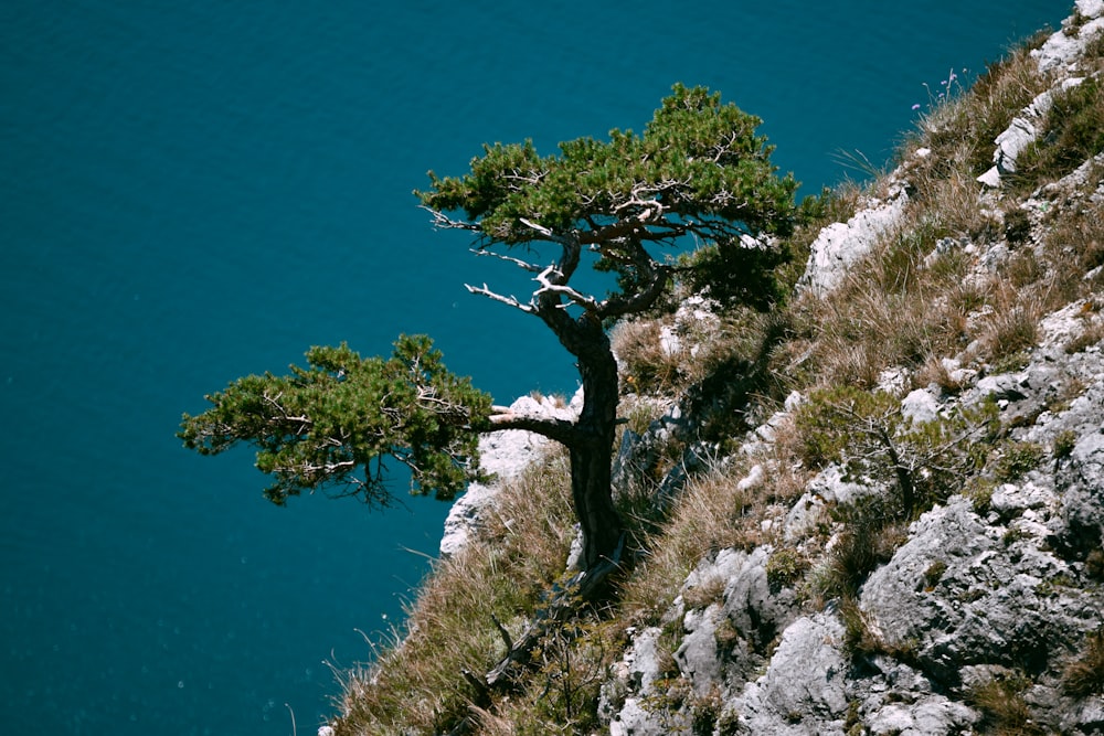 white and green trees near body of water during daytime