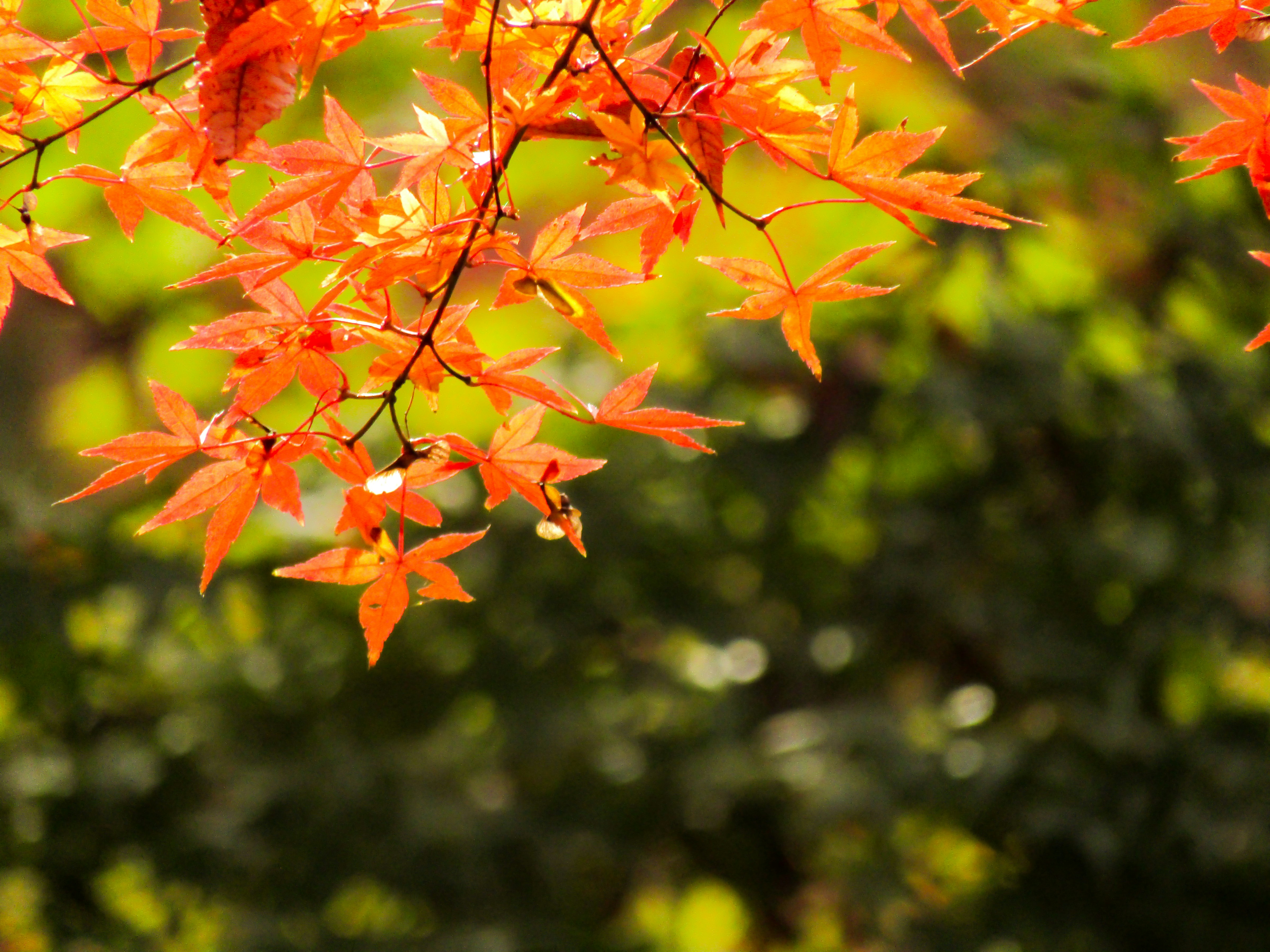 Photo by heppoko_yama