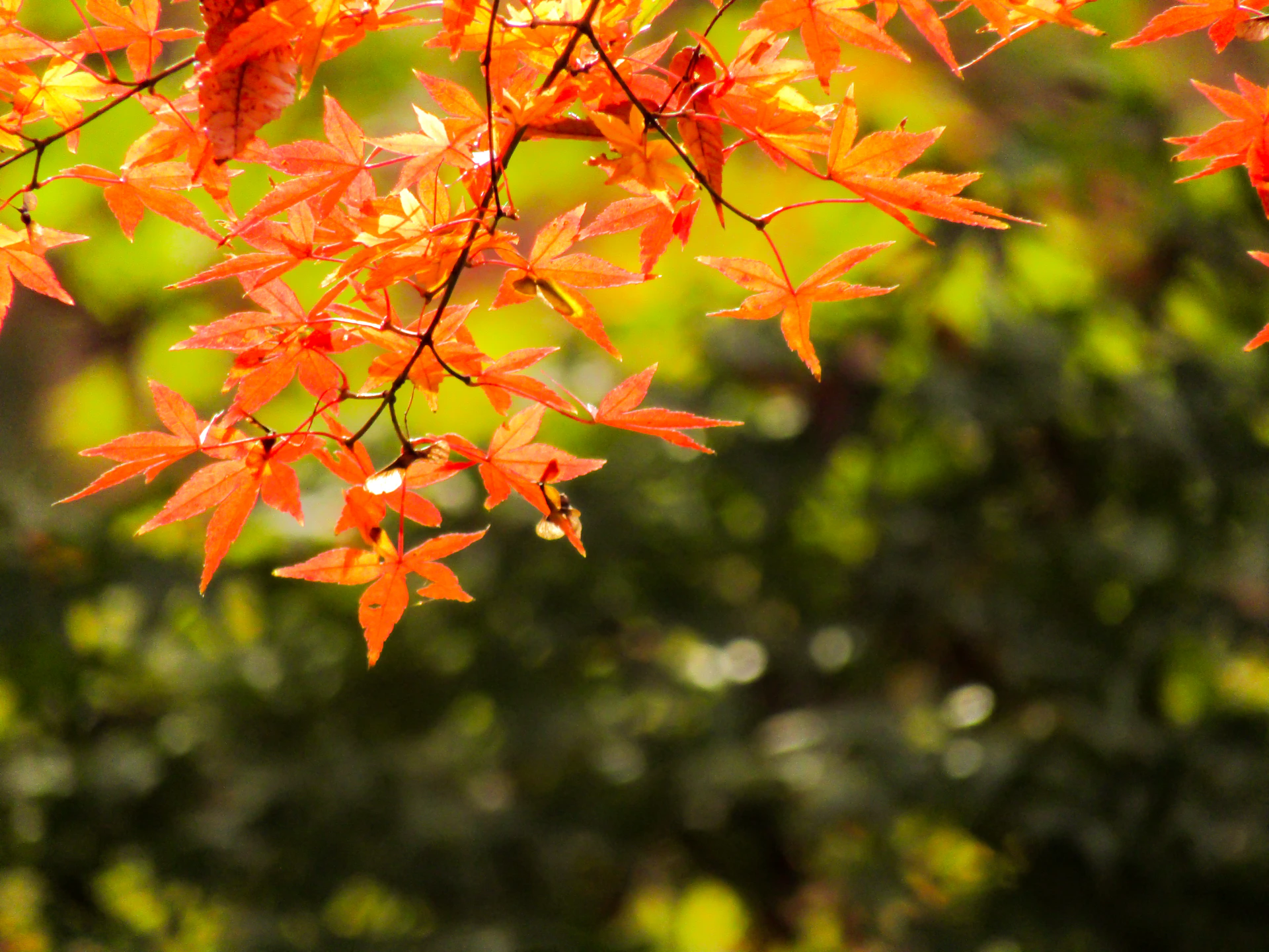 red and yellow maple leaves