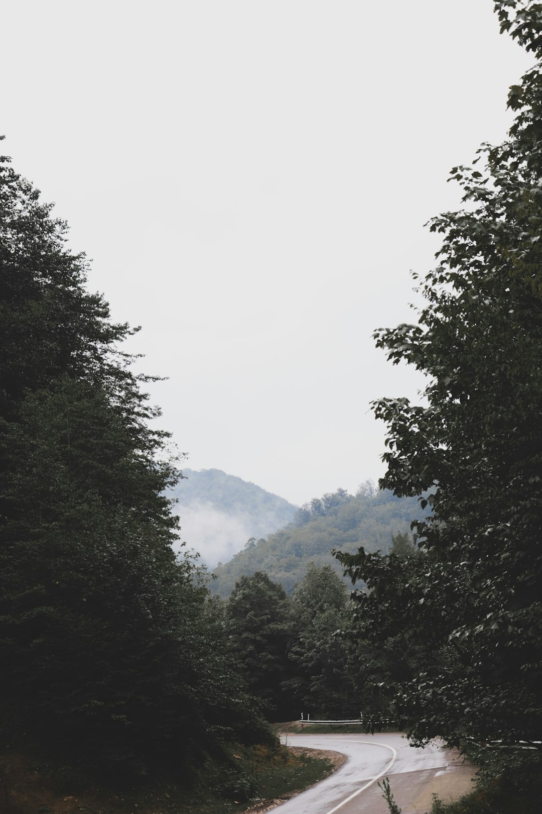 green trees on mountain during foggy day