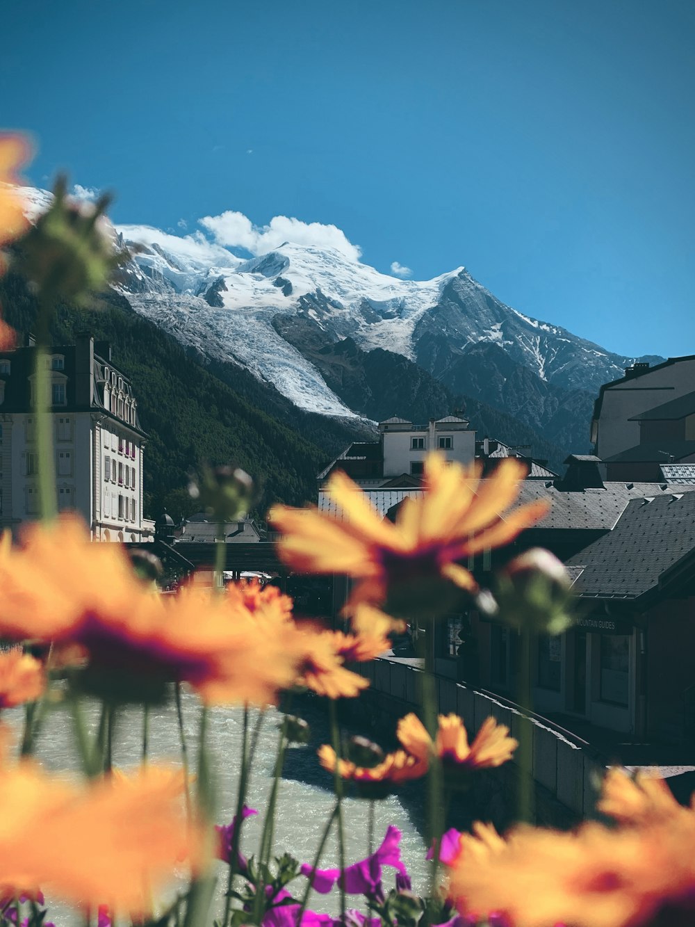 yellow flowers near snow covered mountain during daytime