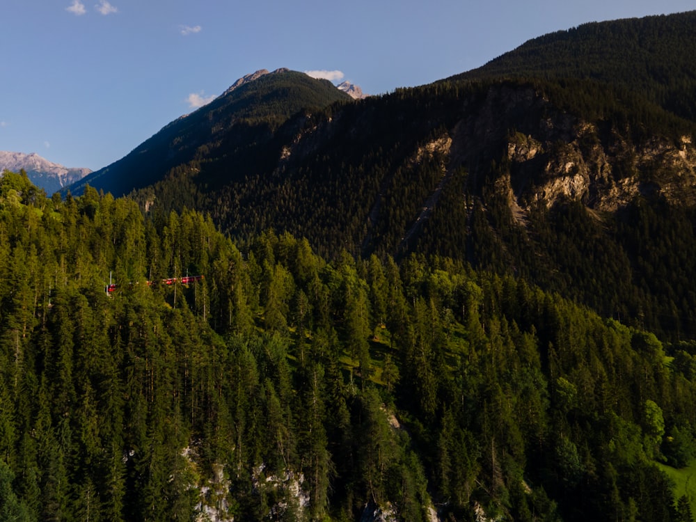 green pine trees on mountain under blue sky during daytime