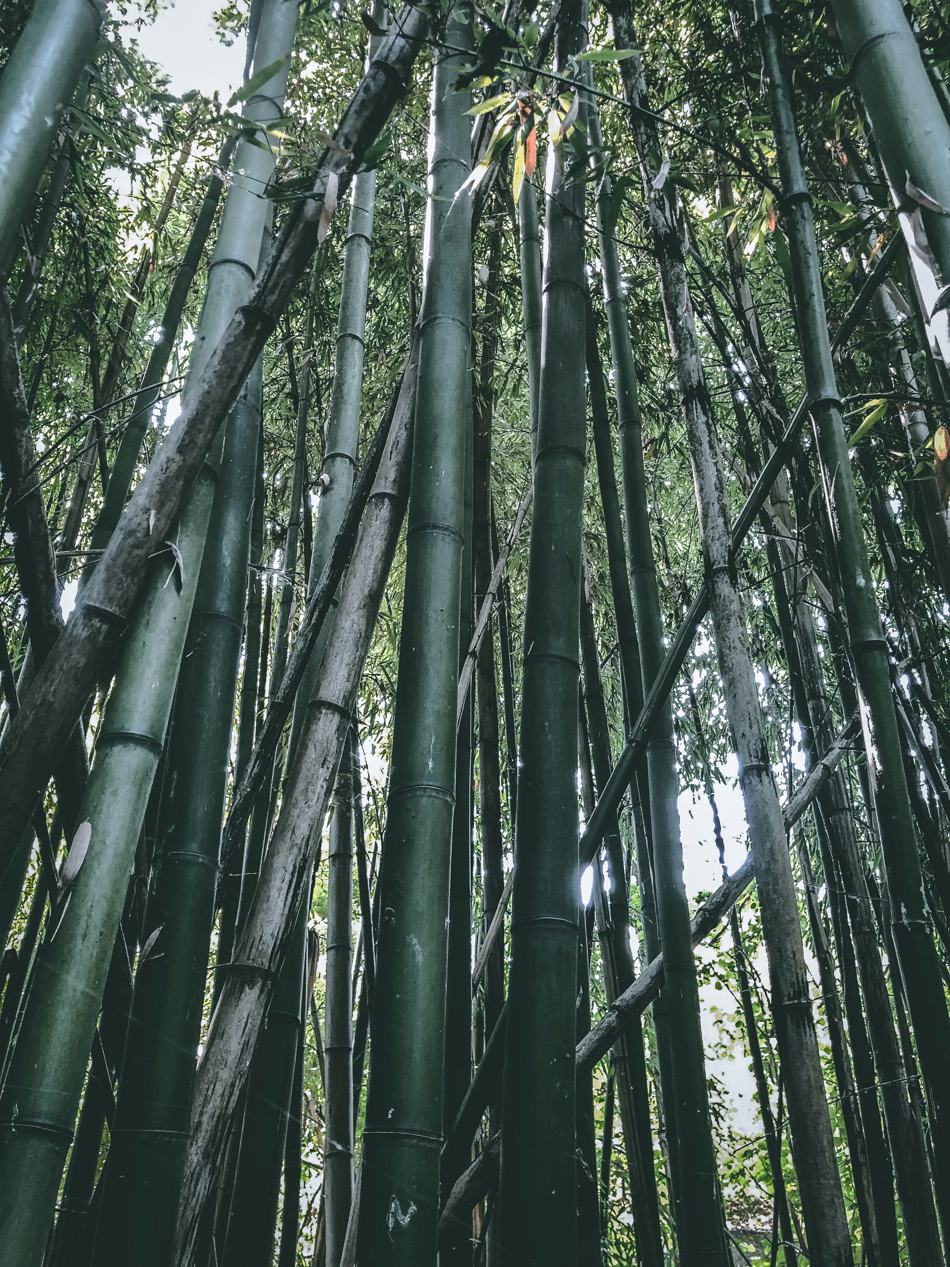 Grüne Bambusbäume tagsüber