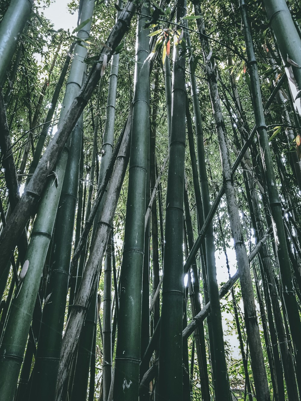 green bamboo trees during daytime