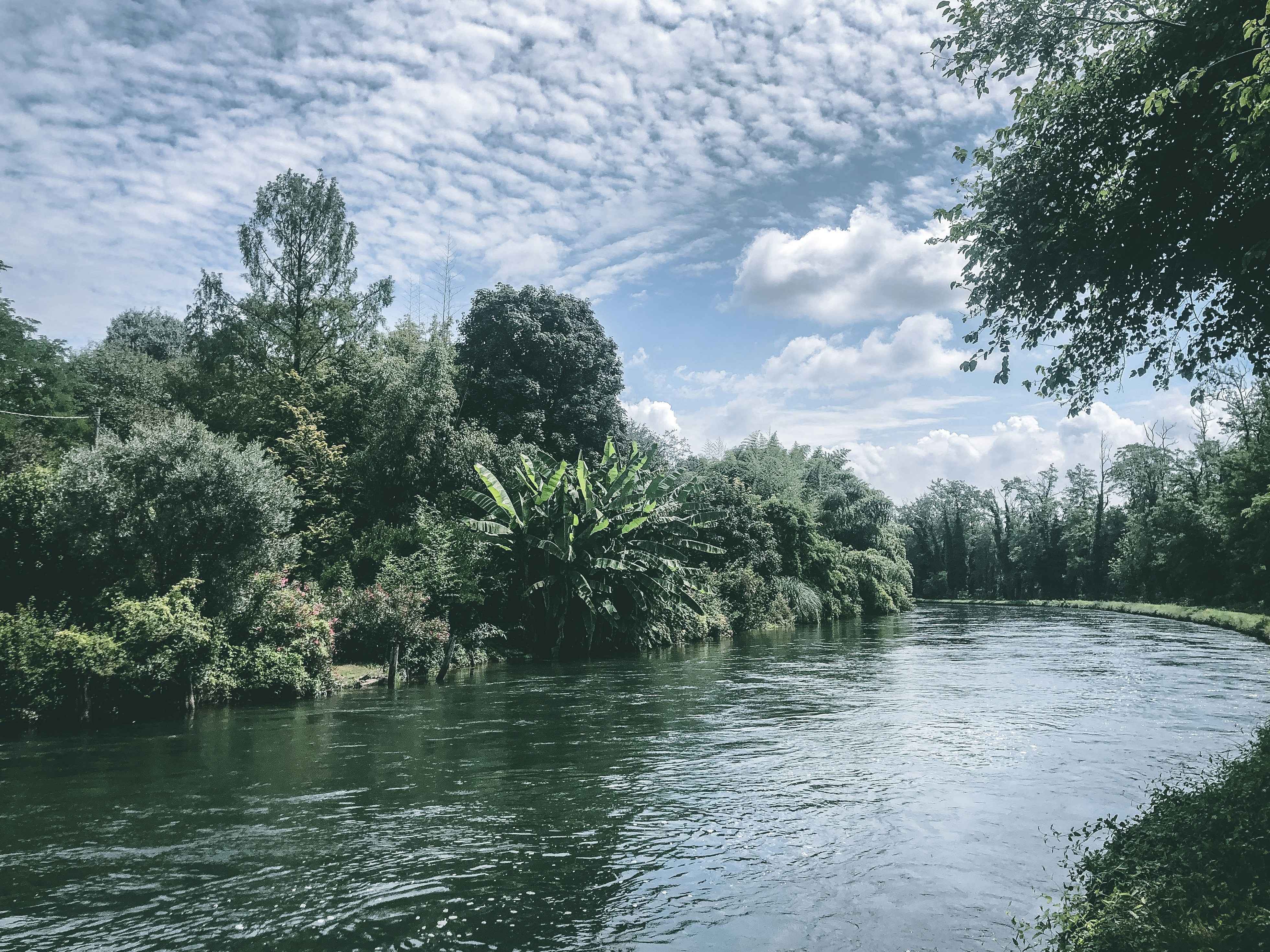 Grüne Bäume neben dem Gewässer unter blauem Himmel tagsüber