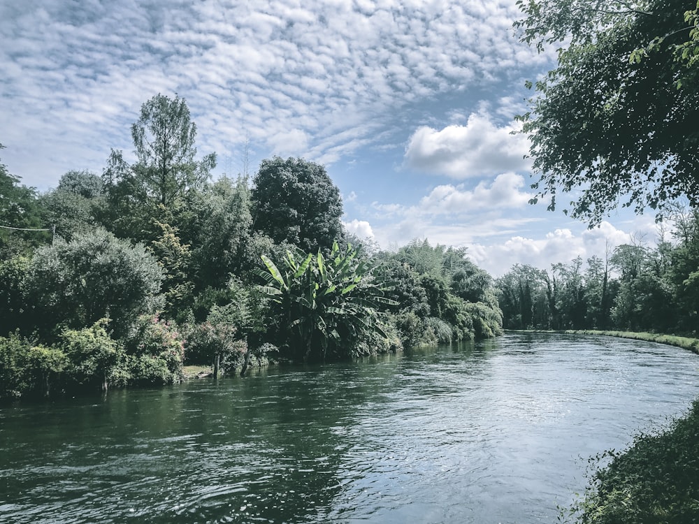 green trees beside body of water under blue sky during daytime