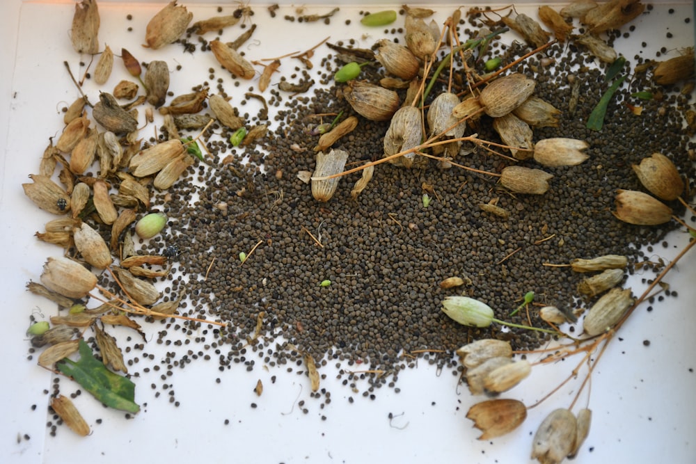 black seeds on white sand