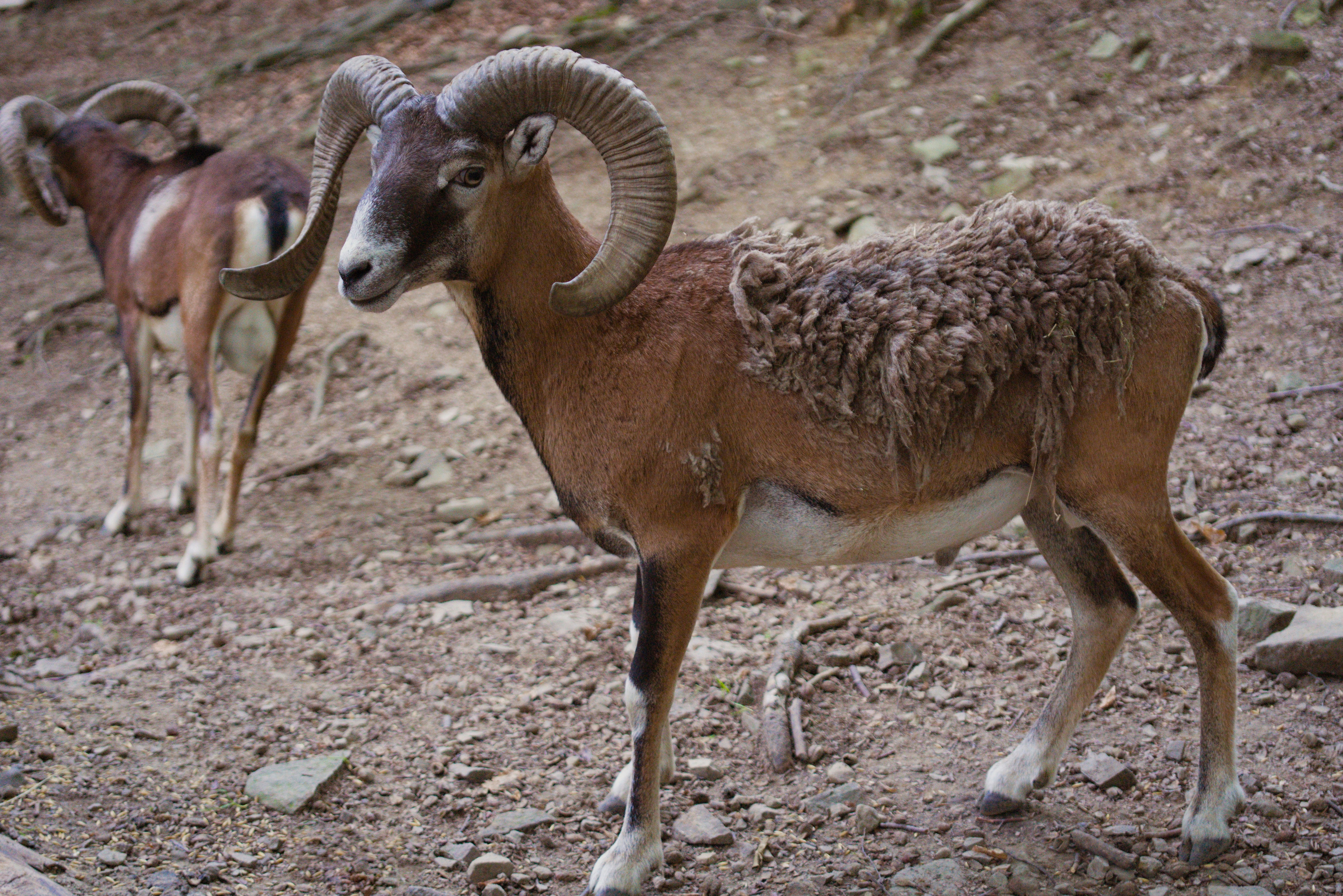 brown ram on brown soil during daytime