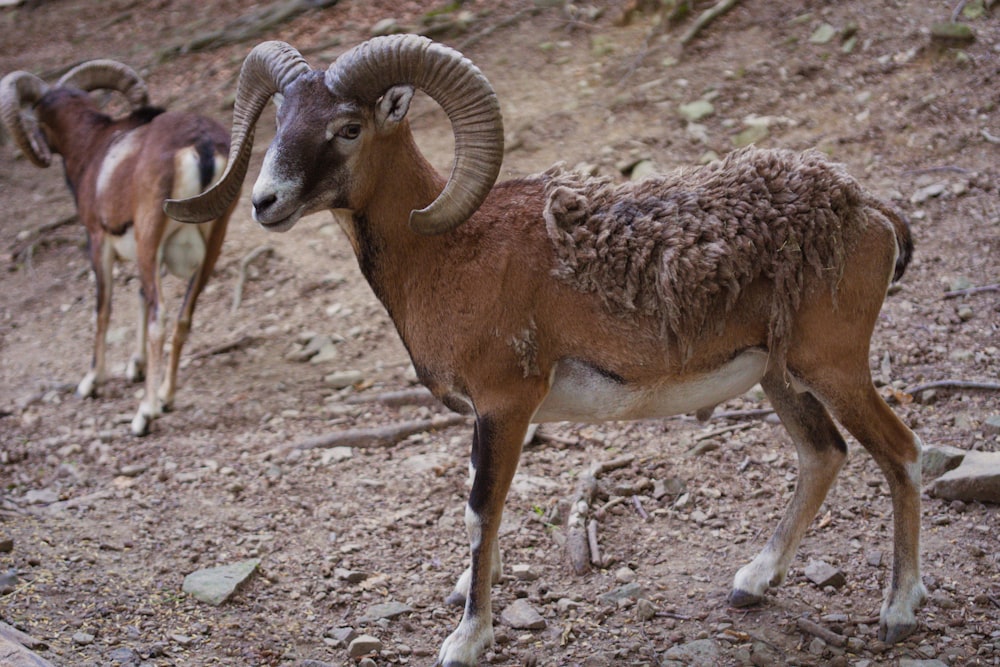 brown ram on brown soil during daytime